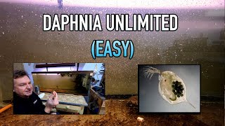 How I Raise Daphnia Water Fleas And You Can Too [upl. by Matthiew858]