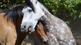 Beautiful Natural Stallion amp Mare Courtship Dance [upl. by Selim]