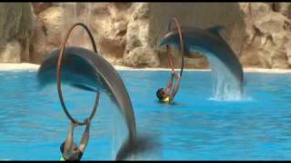 Delfines  Loro Parque [upl. by Llennor]