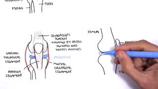 Clinical Anatomy  Knee [upl. by Assirahc]