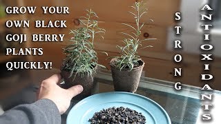 Black Goji Berry Update [upl. by Fee778]