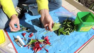 Dipladenia Stem Cuttings Mandevilla [upl. by Esinej]