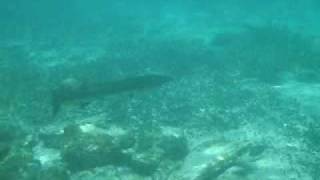 Barracuda attacks person [upl. by Erving]