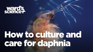 Caring and Culturing for Daphnia [upl. by Akir]