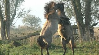 Impressive and Powerful Wild Fighting Horses [upl. by Atelokin]