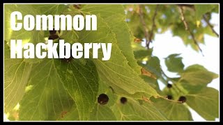 Common Hackberry Celtis occidentalis Overview  Ninja Gardening  Episode 49 [upl. by Anad596]