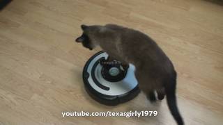 Cat shows HOW TO use iRobot Roomba Vacuum [upl. by Ciapha865]