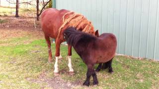 Two stallions socialising [upl. by Phillis]