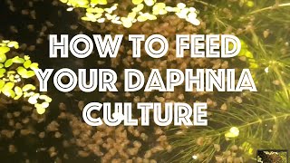 How To Feed Your Daphnia Culture [upl. by Beatriz]