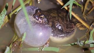 Anfíbios vocalizando  amphibians vocalizing [upl. by Aikam]