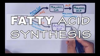 Fatty Acid Biosynthesis  Part II [upl. by Arita]