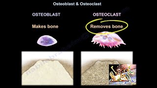 Osteoblast amp Osteoclast  Everything You Need To Know  Dr Nabil Ebraheim [upl. by Behlke554]