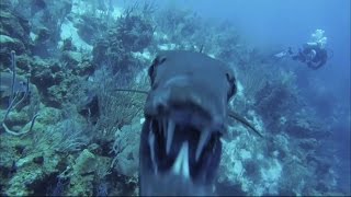 Curious barracuda bumping into camera  Belize [upl. by Anileme]