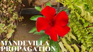 Propagate Mandevilla or Dipladenia from Stem Cuttings [upl. by Halik]