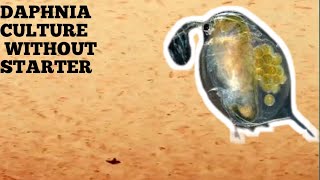 HOW TO CULTURE DAPHNIA NATURALLY WITHOUT A STARTER [upl. by Tommie]