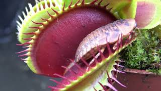 Best Venus Flytrap Trapping Compilation 2018 [upl. by Wittenburg]