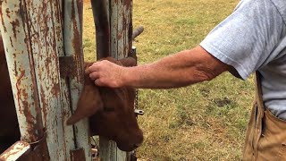 DEHORNING CALVES  HOW TO DEHORN CATTLE  WARNINGMIGHT BE DISTURBING TO SOME VIEWERS  POLLING COWS [upl. by Arick]