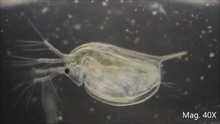 Daphnia magna under the Microscope [upl. by Inaej]