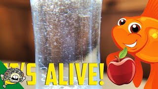 How to culture Vinegar Eels The EASY Way Live Fish Food [upl. by Pyle319]