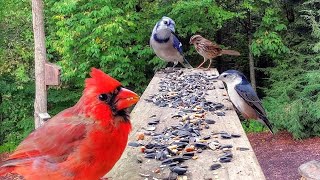 Simple Platform Bird Feeder Works Wonders [upl. by Salvador]