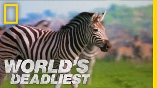 Zebra vs Zebra  Worlds Deadliest [upl. by Digirb593]