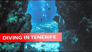 Diving in Tenerife What to expect [upl. by Ahcsat]