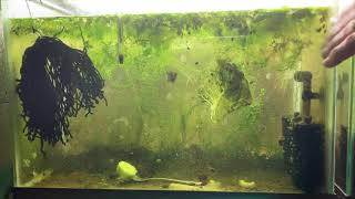 Scuds Daphnia Cherry Shrimp Copepods My aquatic food culture [upl. by Edin]