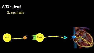 Autonomic innervation of the heart [upl. by Acirre]