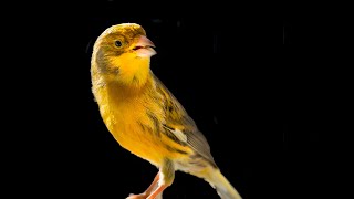 One of the kind CANARY SINGING [upl. by Tterraj]