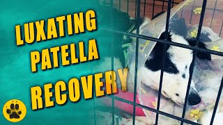 Luxating Patella Surgery Recovery [upl. by Bornstein399]