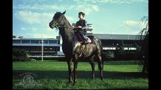 Escena EPICA carrera final de la pelicula quotEl Corcel Negroquot The Black Stallion [upl. by Ardnu]