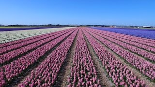 Dutch flower fields near Keukenhof The Netherlands drone footage [upl. by Kendal]