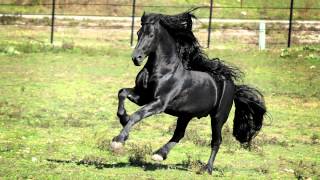 WORLD FAMOUS FRIESIAN STALLION [upl. by Ayotnahs]