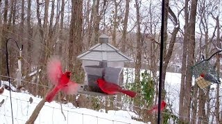 Winter Birds Feeding Frenzy Cats LOVE It [upl. by Annuahsal733]