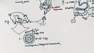 Taenia solium Lifecycle  Tapeworm  Taeniasis  Cysticercosis  English [upl. by Pages108]