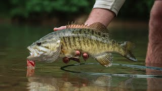 FLY FISHING for BIG River SMALLMOUTH  EPIC Bass Fishing [upl. by Yffat37]