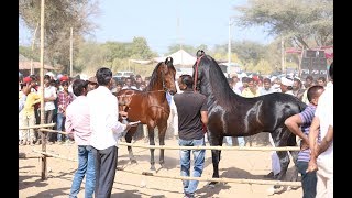 Mega Ashwa show Breeding Stallion horse ring show 2019 p1 [upl. by Cyndi]