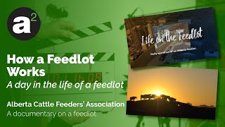 How a Feedlot Works [upl. by Lecroy]