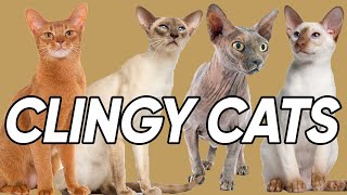 Seven Cat Breed that are TOTALLY Clingy [upl. by Solana]