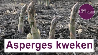 Stadstuinieren  Asperges kweken moestuin [upl. by Casie]