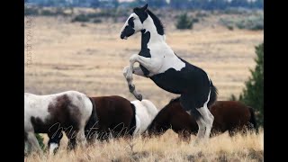 Wild Horses  Mustangs of Oregon [upl. by Libre]