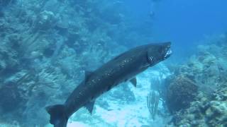 Barracuda Devours Lionfish [upl. by Guillermo]