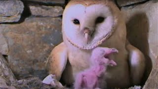 Feeding A Hungry Barn Owl Chick  Five Owl Farm  BBC Earth [upl. by Hebert]