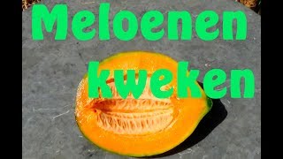 Meloenen kweken [upl. by Nasia]