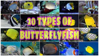 20 TYPES OF BUTTERFLYFISH [upl. by Blackstock746]