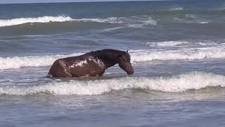 Stallions fighting Carova Beach Corolla NC May 6 2020 [upl. by Yrbua]