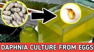 HOW TO HATCH DAPHNIA EGGS  HOW TO CULTURE DAPHNIA [upl. by Donelle]