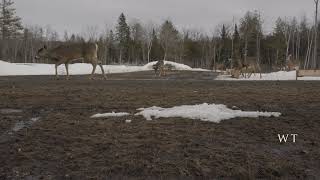 Brownville’s Food Pantry For Deer  Feeding grounds with curious deer [upl. by Adoree]