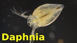 Daphnia [upl. by Sivaj943]