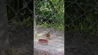 Robin taking a suet pellet [upl. by Repinuj268]